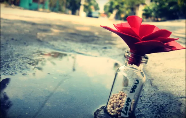 Flower, macro, love, stones, street, bottle, puddle, note
