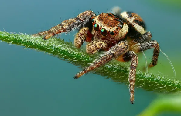 Look, pose, leaf, spider, blue background, jumper, jumper, spider