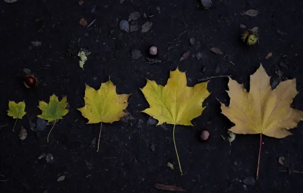 Autumn, leaves, nature, life, beautiful, maple, chestnut, age