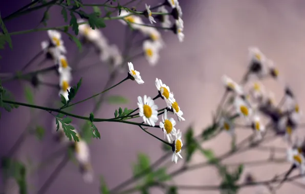Chamomile, petals, small, stem, white color