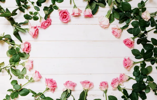 Picture flowers, roses, white background, buds