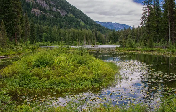 Picture greens, forest, trees, mountains, lake, USA, North Cascades National Park, Howard Lake