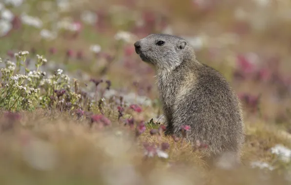 Look, flowers, glade, marmot, bokeh