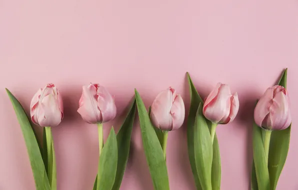 Flowers, tulips, pink, pink, flowers, beautiful, tulips, spring