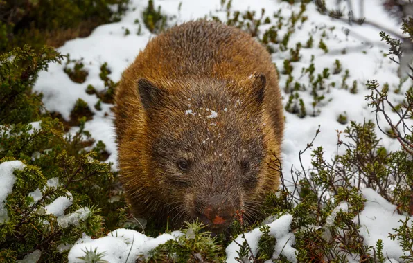 Snow, wombat, wombat