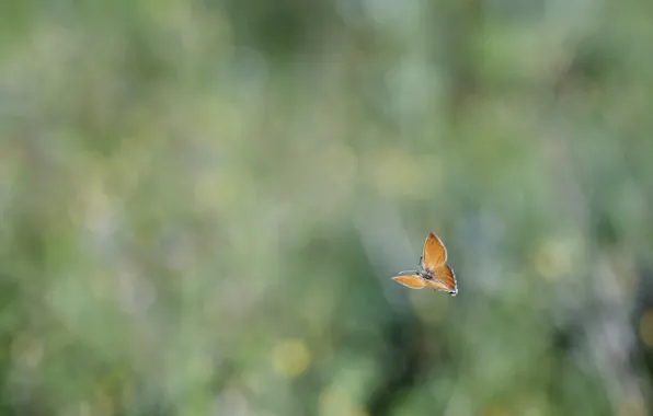 Picture flight, glare, background, butterfly, blur