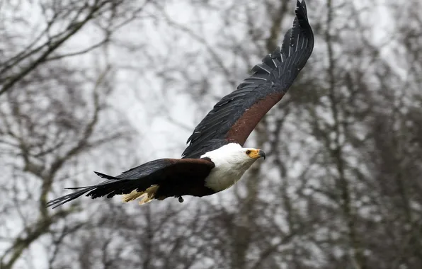 Picture background, bird, eagle, wings