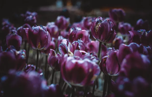 Flowers, Purple, Beautiful, Flowers, Blur, Flora, Blooming, Flora