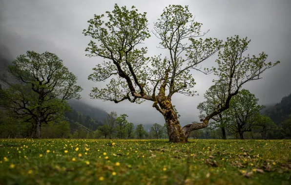 Trees, flowers, mountains, nature, tree, overcast, branch, the slopes