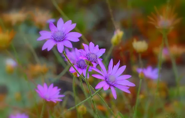 Flowers, Purple flowers, Purple flowers
