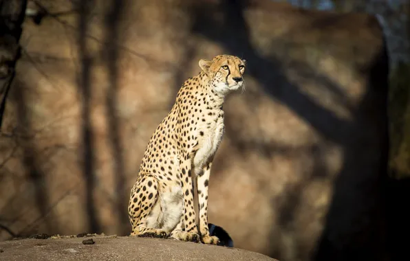 Picture light, stones, shadow, Cheetah, sitting