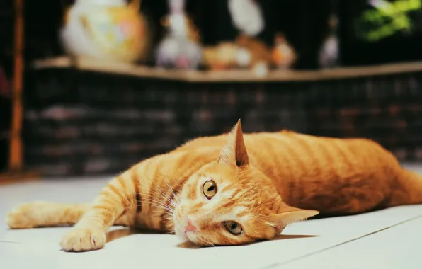Picture cat, cat, look, the dark background, lies, red, bokeh