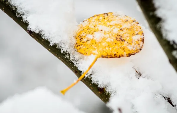Picture cold, winter, leaves, macro, snow, yellow