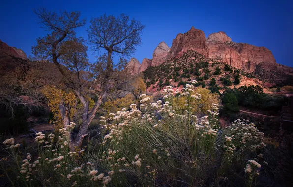 Grass, mountains, rocks, Utah, USA, Zion national Park, Zion
