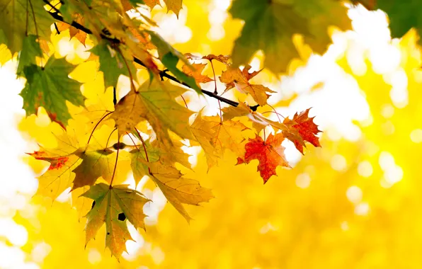 Autumn, leaves, tree, branch, yellow, maple