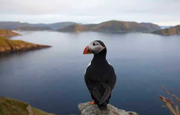 Picture stones, bird, shore, stalled, Iceland, pond