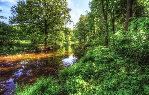 Picture the sun, trees, Park, reflection, river, photo, HDR, Saint Petersburg