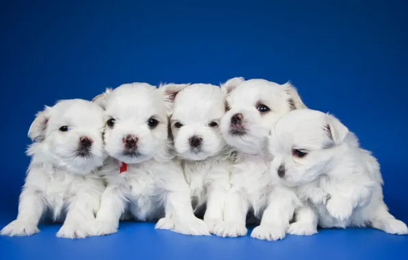 Baby, puppy, quintet