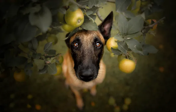 Look, apples, dog