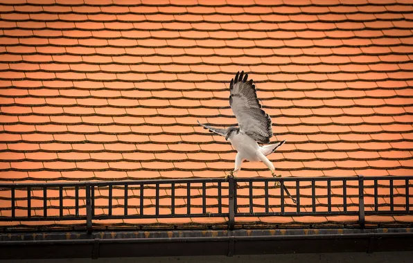 Roof, bird, wings, predator, Falcon