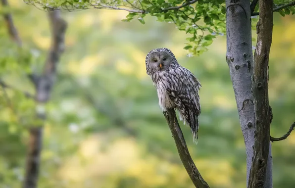 Look, nature, pose, tree, owl, bird, branch, Ural owl