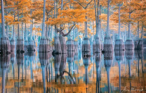 Picture trees, nature, lake, reflection, USA, cypress, Mironyuk Alex