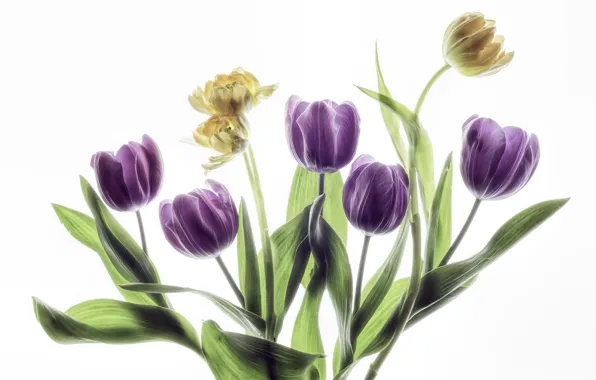 Picture leaves, tulips, white background, buds
