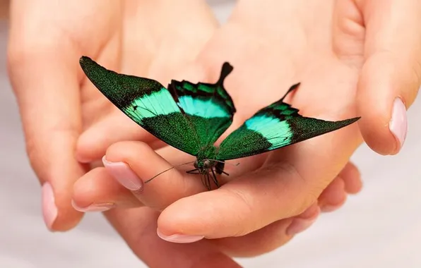 Butterfly, wings, beautiful, palm