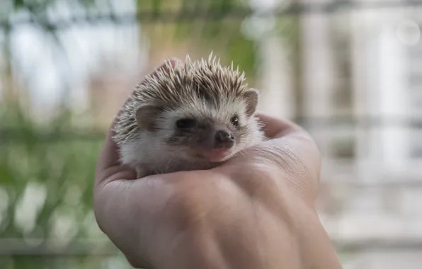 Picture hand, baby, muzzle, hedgehog