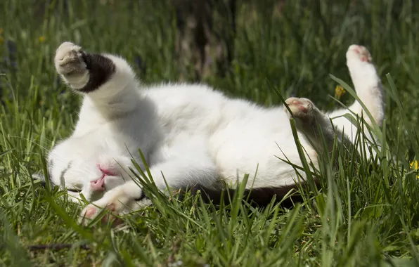 Grass, cat, stay, Koshak