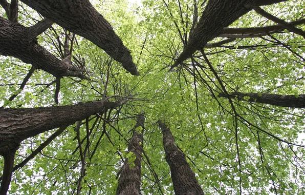 Nature, tree, Linden