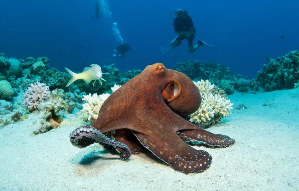 The ocean, octopus, underwater world, underwater, ocean, fishes, tropical, reef