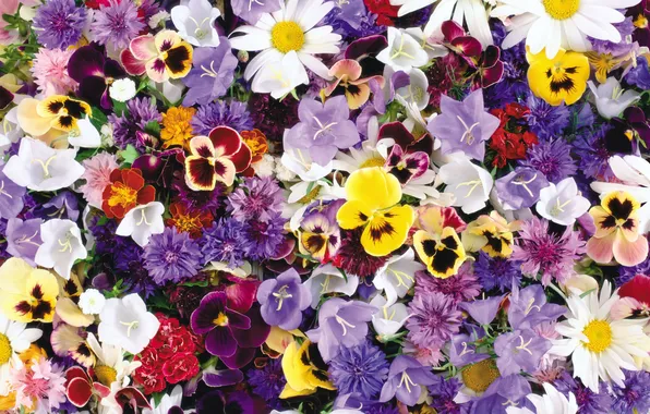 Chamomile, bells, Pansy, cornflowers