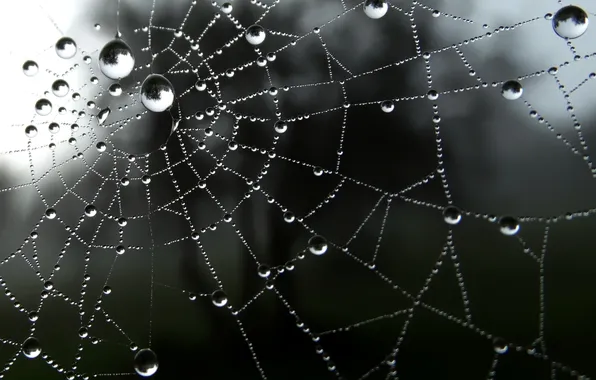 Picture network, drop, drop, water, web