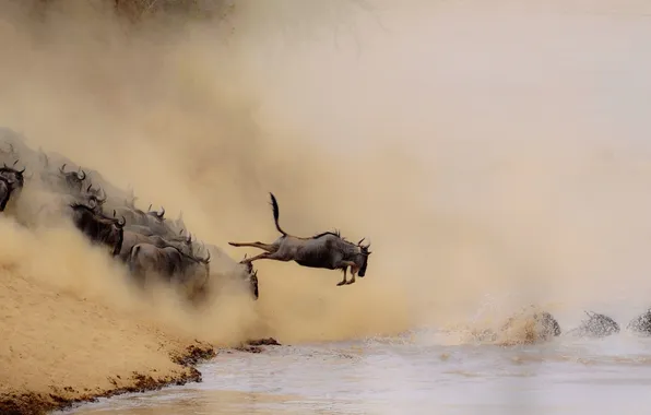 Sand, animals, water, nature, river, jump, the situation, dust