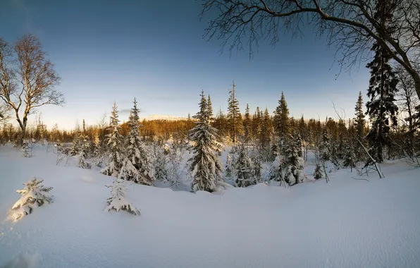 Winter, snow, landscape