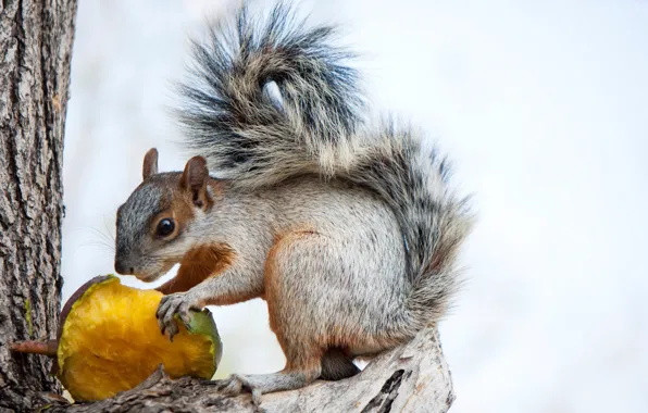 Picture protein, tail, squirrel, rodent