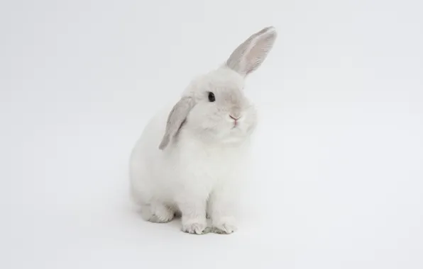 Picture rabbit, white background, ears, white rabbit
