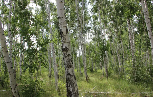 Forest, white, grass, branches, green, heat, birch, fallen trees