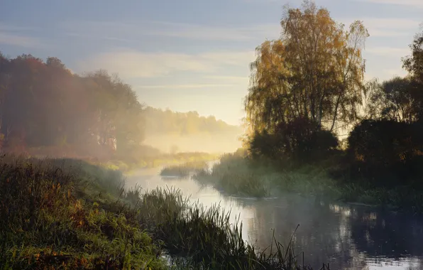 Picture trees, fog, river, digital painting