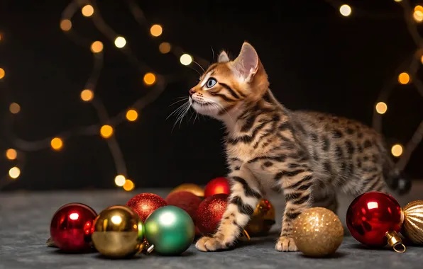 Cat, look, balls, lights, pose, the dark background, kitty, Christmas