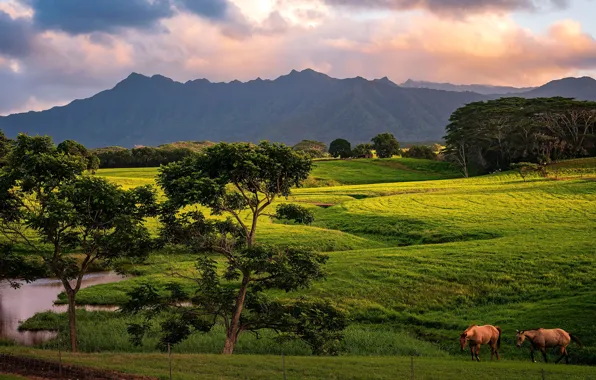 Greens, field, trees, nature, horse, horse, pasture, meadow