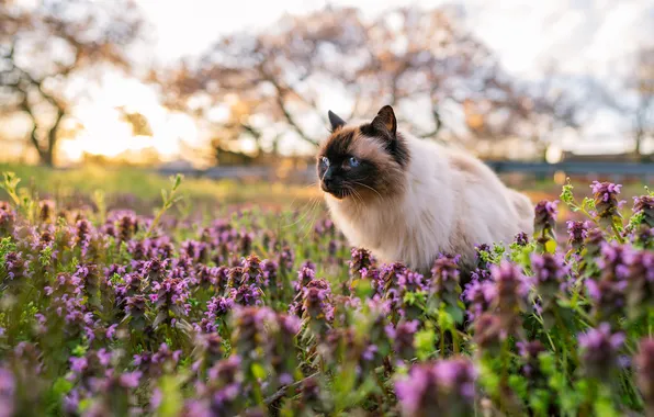 Field, cat, cat, look, light, flowers, pose, meadow
