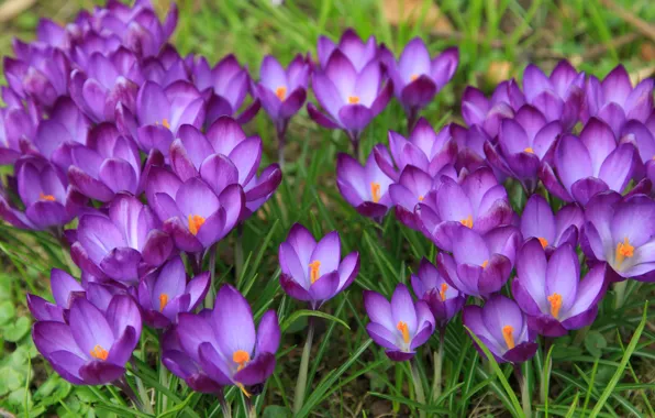 Picture Flowers, Spring, Meadow, Flowering, Crocuses