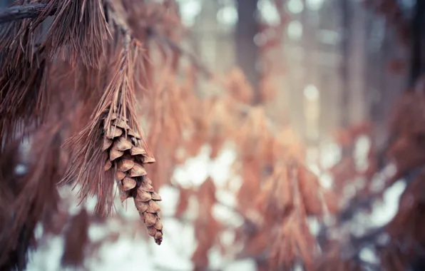 Picture forest, nature, branch