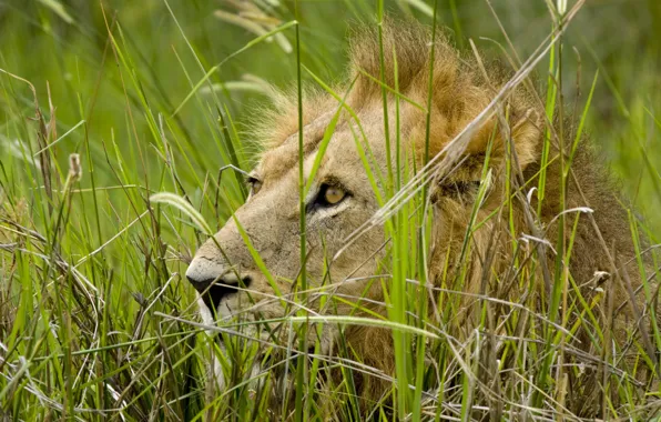 Grass, look, predator, Leo