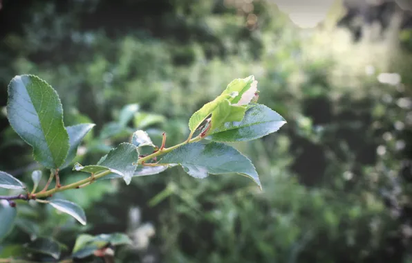 Summer, leaves, tree, June, 2016