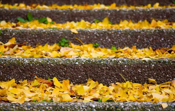 Leaves, macro, stage