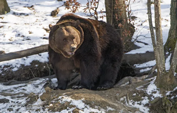 Picture predator, bear, large, brown