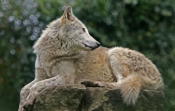 Nature, predator, animal, wolf, wildlife, portrait, portrait., Canis lupus. face